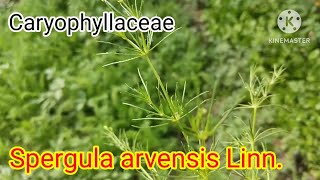 Spergula arvensis Linn [upl. by Assenal770]