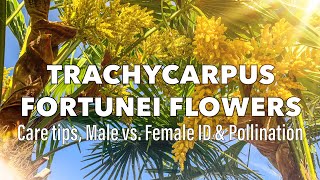 Amazing Trachycarpus Fortunei Palm Flowers  Male vs Female [upl. by Kcirdaed]