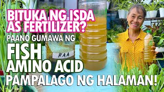 BITUKA NG ISDA AS FERTILIZER PAMPALAGO NG HALAMAN Fish Amino Acid Fertilizer Tutorial [upl. by Brownley]