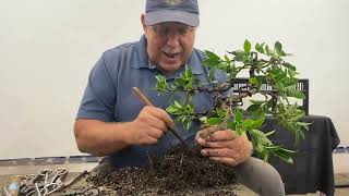 Summer Repotting of a Ficus Retusa Bonsai [upl. by Swiercz]