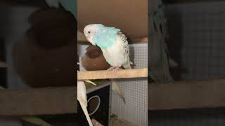 Budgie Joy in Every Chirp  Birdiology Shorts birds budgiebliss babyanimals [upl. by Selrhc]