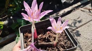 COLCHICUM X AGRIPPINUM [upl. by Ros]