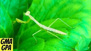 We Raised Praying Mantises At Home  A Fun Educational Project For Kids With Kit From Insect Lore [upl. by Anibur468]