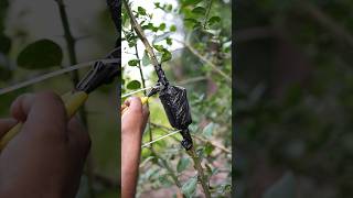 Lemon Plant Grafting 🪴 shorts devkeexperiment [upl. by Hako]