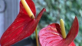 🌺 Comment prendre soin de votre Anthurium à la maison 🌱 [upl. by Neelia]