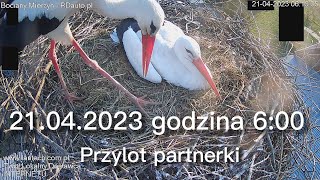 LanTech Boćki z Mierzyna  Przylot partnerki do gniazda 21042023 godzina 600 [upl. by Husch]