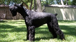 Giant Schnauzer [upl. by Fosdick79]