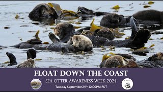 Float Down the Coast with Sea Otters 2024 [upl. by Dowling]