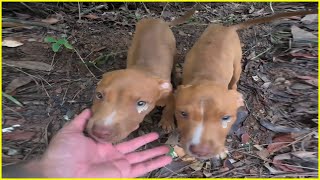 Someone Took Our Mom Away 3 Puppies Tearfully Begged for Help in Vain [upl. by Divaj]