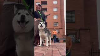 Diferencia entre un perro que siempre ha tenido un hogar y un perro rescatado de la calle Barbitas [upl. by Slyke]