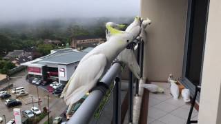 Cockatoos coming from all around to say Good Morning [upl. by Bowne985]