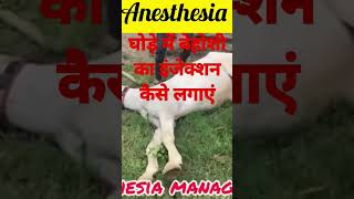 Anesthesia in horse l Dr Umar Khan [upl. by Lain]