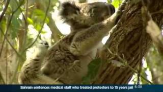 No evidence retrovirus threatening Kangaroo Island koalas [upl. by Notle]