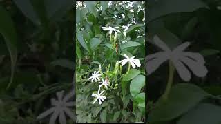 Jasminum auriculatum flowers 🍀 trending viralshorts music shortfeed  flowers [upl. by Syhr]