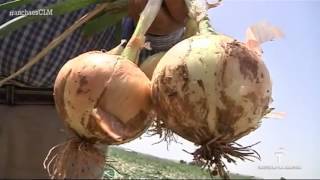 Recogida de la cebolla Ancha es Castilla  La Mancha [upl. by Annayd]