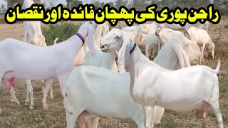 Rajanpuri ghaban bakriyan for sale abu bakar goat farm per [upl. by Eblehs]