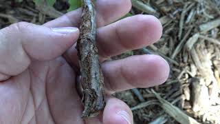 Identifying bur oak [upl. by Natalya]