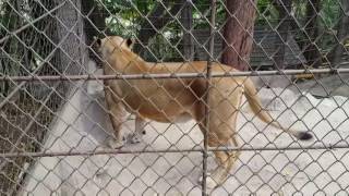 Animales de zoo IRTRA Guatemala [upl. by Frame585]