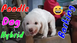 How Hybrid Poodle Dog Reacts When Seeing Stranger  Running Barking  Viral Dog [upl. by Ardnos]