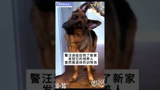 最幸运的警犬，退役后到新家，发现领养人竟是退休的训导员～ [upl. by Kimber]