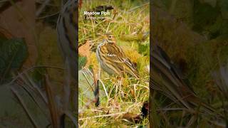 The Meadow Pipits peeping song  Bird Songs birds [upl. by Meesan804]