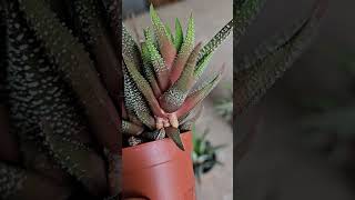 How to Propagate Haworthia succulent [upl. by Llehcsreh]