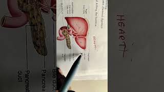 How does blood pass from the liver to the Heart hypopharynx hemocytometer bloodstream hemocue [upl. by Issiah94]