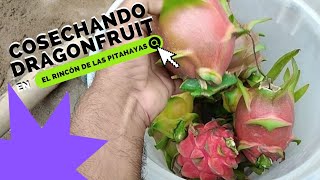 😉😉Cosechando mis DRAGONFRUIT🐉🐉pitahayas en mi huerta📣📣 [upl. by Vernier]