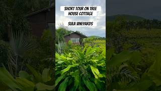 TREE HOUSE COTTAGE  Sula Vineyards Nashik shorts sulavineyards treehouse travel [upl. by Lehcin]