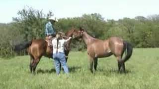 FOR SALE 1994 Bay AQHA Gelding Ranch Rope Barrel Pole T [upl. by Pius834]