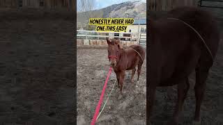 Halter Breaking Made Easy [upl. by Haile533]