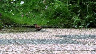 House Sparrow flying away in slow motion [upl. by Eyla]