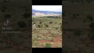 Hundreds of Lanai Axis Deer Traversing Palawai Basin on the island of Lanai Hawaii [upl. by Enaj]