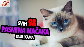 🐈 Sve Vrste Mačaka Sa Slikama – Abecedni Popis Svih 98 Pasmina Mačaka Na Svijetu [upl. by Anauqahc791]