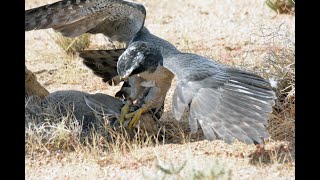 Falconry Goshawk Hunting in Arizona [upl. by Ahsatak]