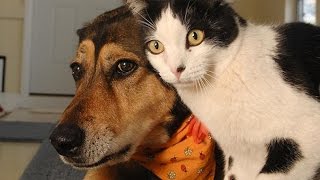 Funny Cats and Dogs Compilation [upl. by Assiar700]