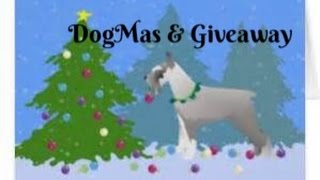 DogMas  Giveaway  Schnauzer [upl. by Anedal]