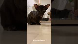 Yolly is Curious about Fly  Oriental Shorthair Cat [upl. by Goer539]