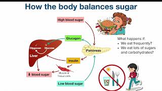 Insulin Resistance [upl. by Kellen]