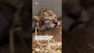 Leeuwenwelpjes geboren in Dierenpark Amersfoort  RTV Utrecht [upl. by Lleryd474]