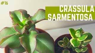 CRASSULA SARMENTOSA 💚  Variegata y Común   Tips de Cuidados y Reproducción [upl. by Canale]