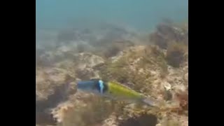 Blue Headed Wrasse at Pico De Piedra 2 [upl. by Namilus]