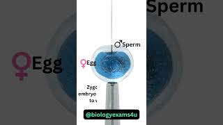 IVF Animation  In vitro fertilization How Zygote is formed in lab [upl. by Felix]