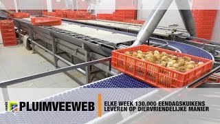 Elke week 130000 eendagskuikens leveren op diervriendelijke manier [upl. by Alled79]