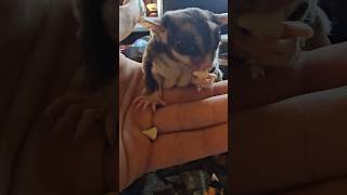 Cannonball morning treats funanimal sugarglider Cannonballsugarglider cute cuteanimal [upl. by Ardnovahs]