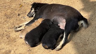 Puppies Love 3 tailless puppies compete to breastfeed [upl. by Bledsoe248]