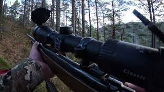 Red Deer Hunting In Fusa Norway  Hjortejakt Vestland 2023 [upl. by Henriques]