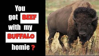 Buffalo Meat vs Beef Which Protein is Better  Thomas DeLauer [upl. by Hedvah266]