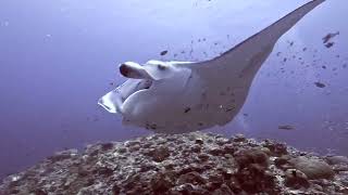 Reef Maldives GoPro [upl. by Atims46]