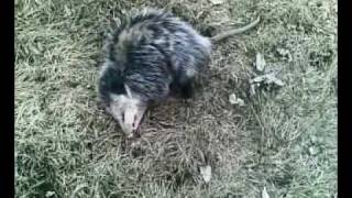 opossum playing dead 3 [upl. by Marcos91]